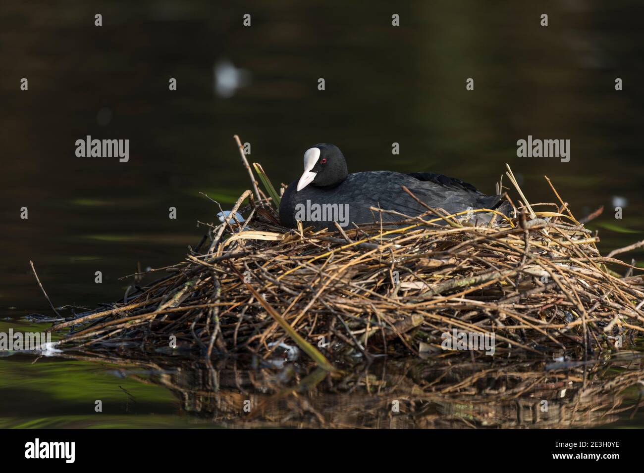 Coot; Fulica atra; on Nest; UK Foto Stock