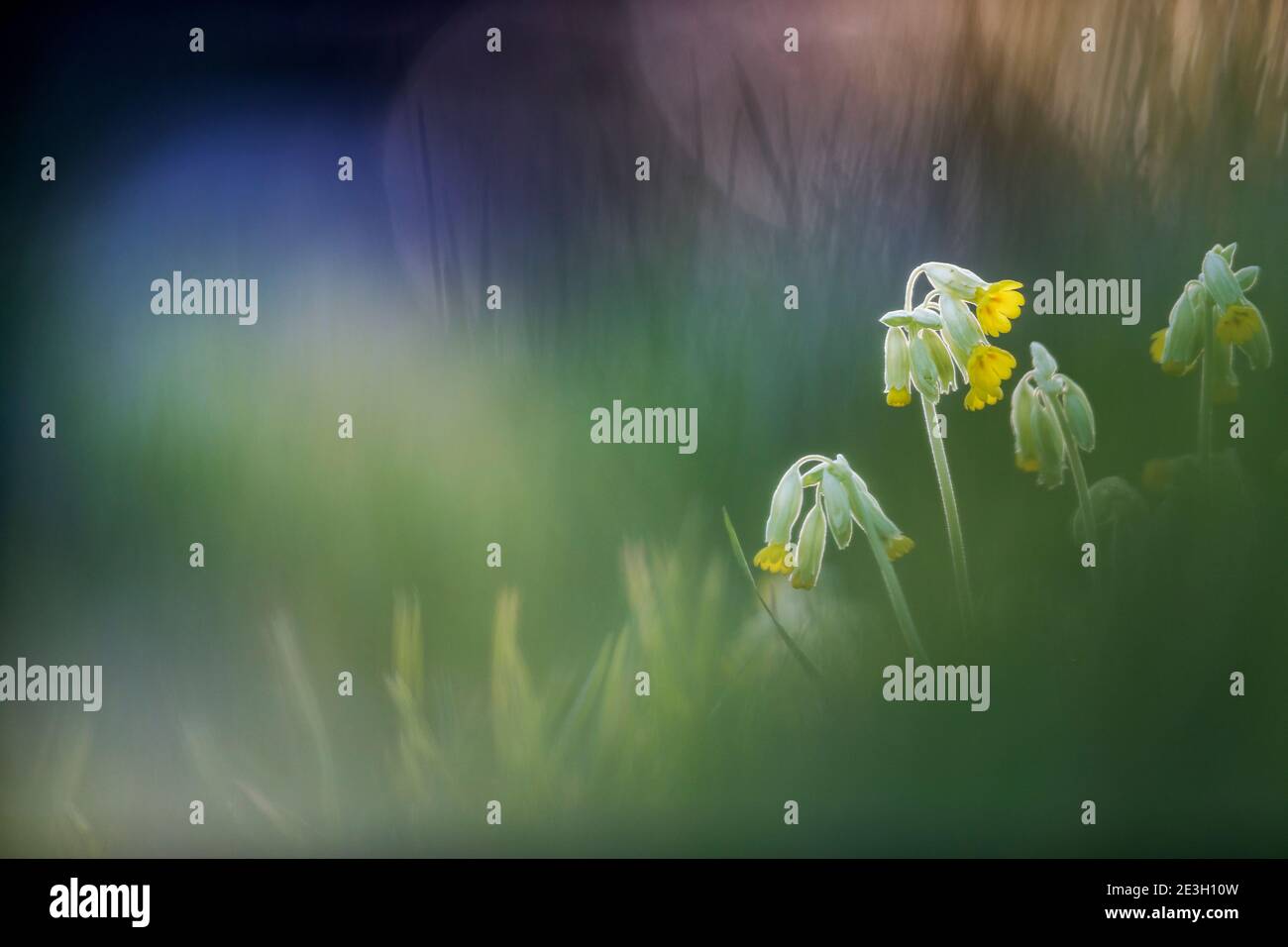 Cowslips; Primula veris; fioritura; uk Foto Stock