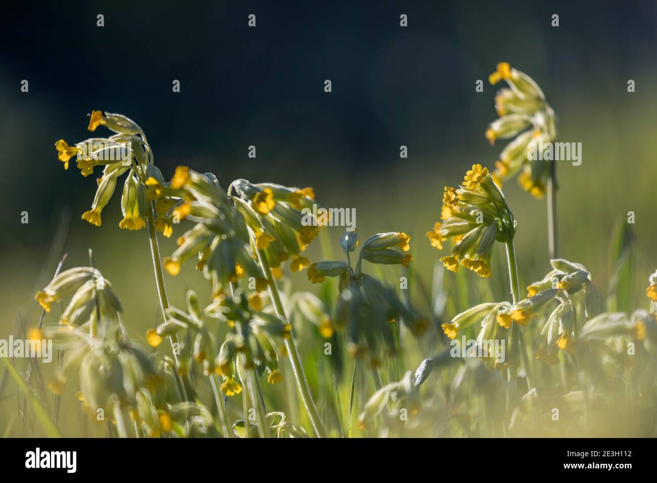 Cowslips; Primula veris; fioritura; UK Foto Stock