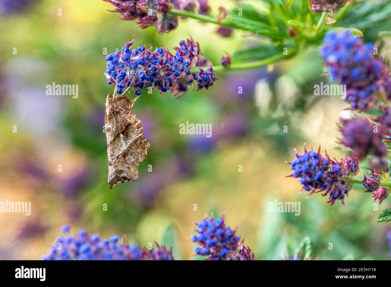 Early Thorn Moth; Selenia dentaria; su Flower; UK Foto Stock