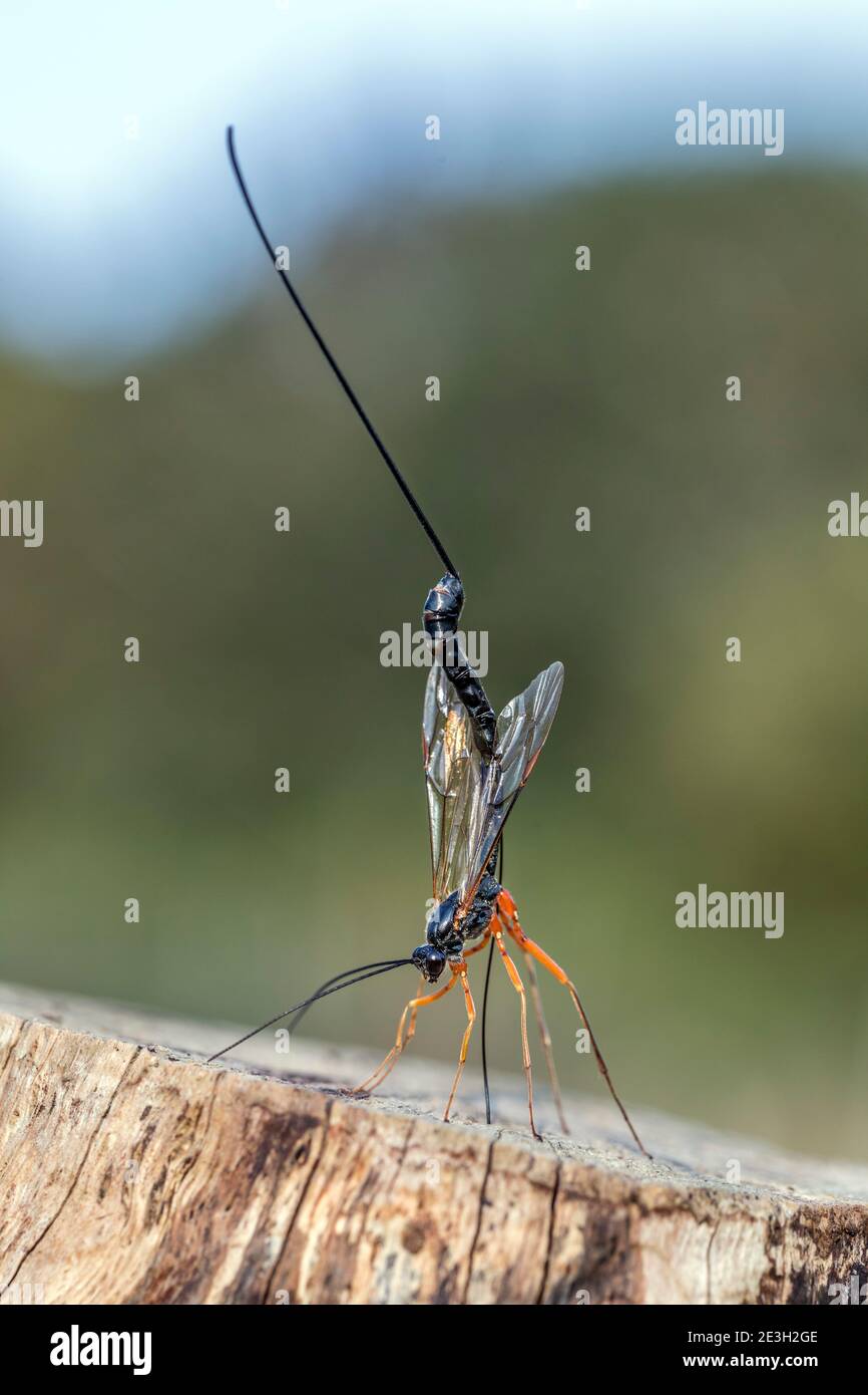Ichneumon Wasp; Ephialtes manifestator; Female; deposizione delle uova; UK Foto Stock