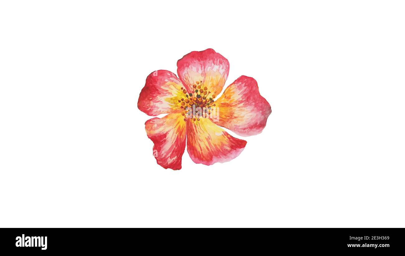 Fiore rosso acquerello. Fiore di primavera sakura giardino naturale. Piante a pennello vintage disegnate a mano isolate su illustrazione bianca Foto Stock