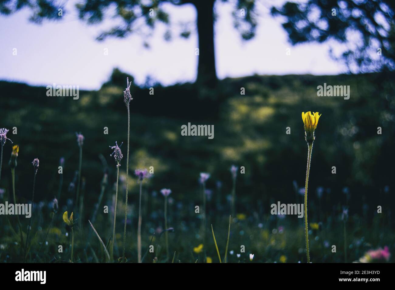 vista dal basso con prospettiva di diversi fiori di diverse forme e colori in un campo della catalogna, spagna. Foto Stock
