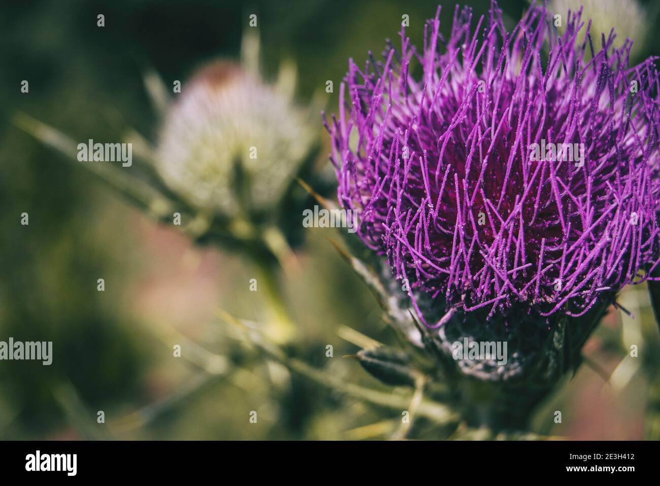 Fiore aperto di lilla cirsium con colori vivaci. L'immagine ha spazio laterale per il testo Foto Stock