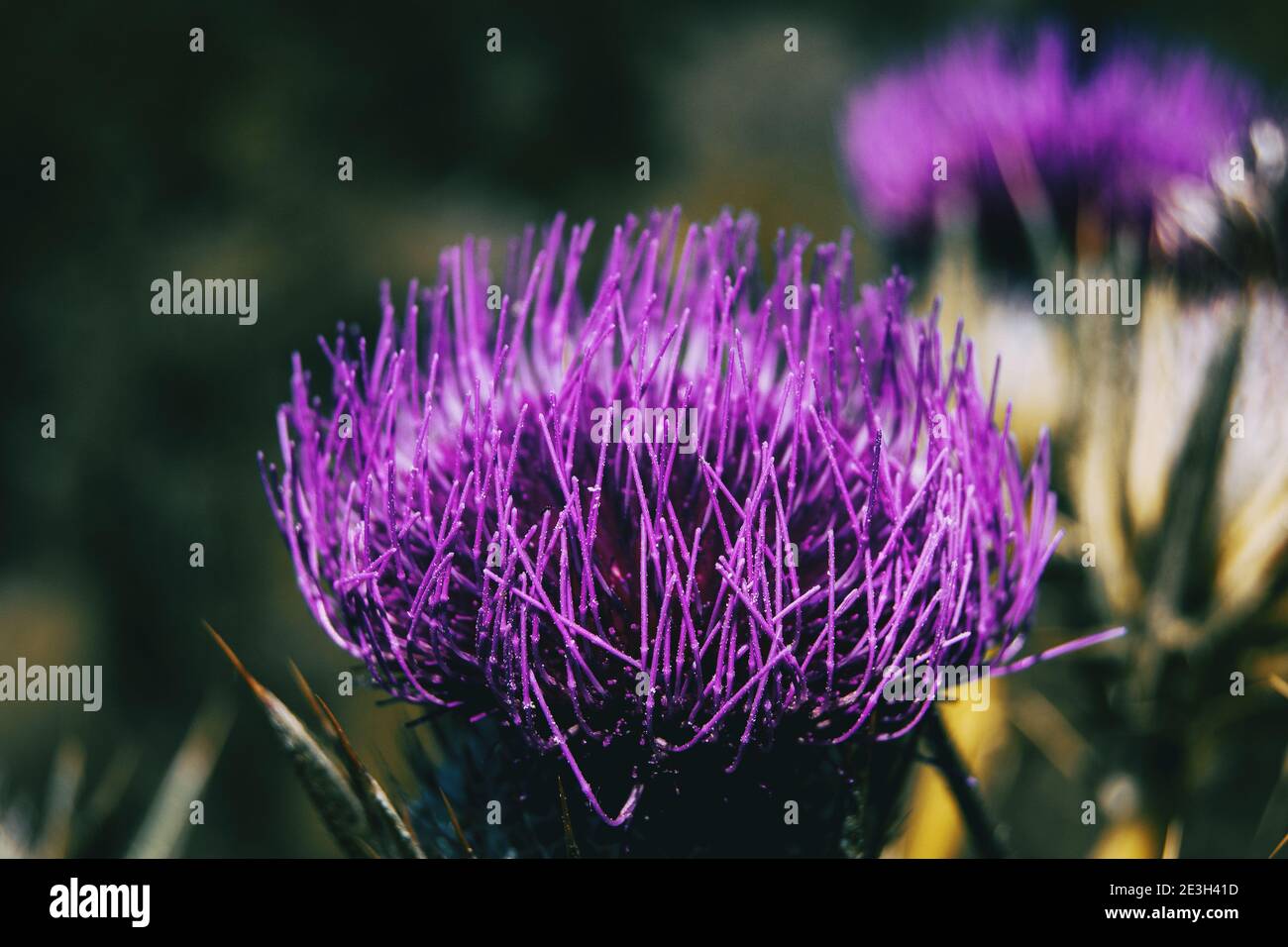 Fiore aperto di lilla cirsium con colori vivaci. L'immagine ha spazio laterale per il testo Foto Stock