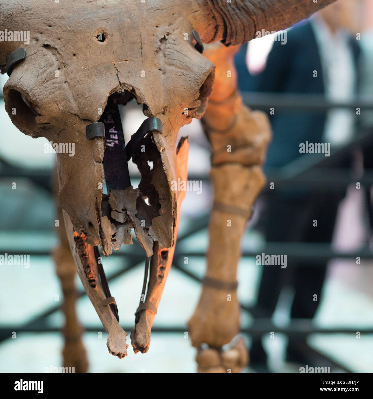 SAN PIETROBURGO, RUSSIA - 8 OTTOBRE 2019: Cranio di un animale fossile o di un dinosauro, ricostruzione, mostra di scheletri di rettili preistorici. Foto Stock