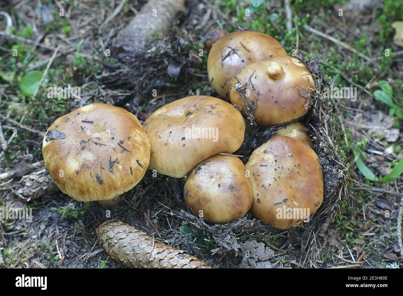 Russula foetens, noto come Russula puzzolente o Brittlegill puzzolente di funghi selvatici dalla Finlandia Foto Stock
