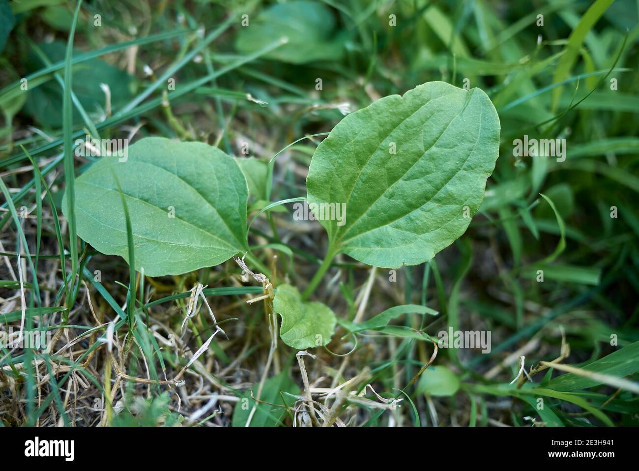 Plantago grandi piante fresche Foto Stock