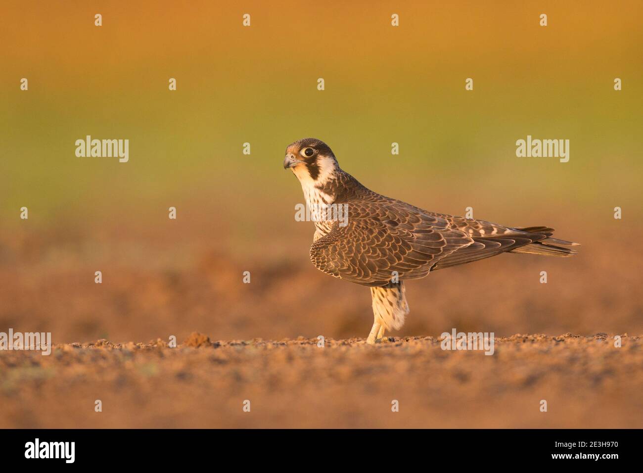 Falco Peregrine. (Falco peregrinus). I giovani rimangono dipendenti dai loro genitori per diversi mesi dopo aver lasciato il nido. Questo uccello si trova su tutti Foto Stock