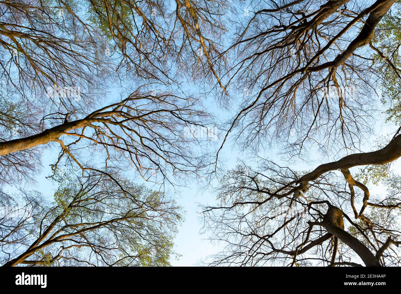 Modello di cime degli alberi con rami visti dal basso al tramonto in primavera Foto Stock