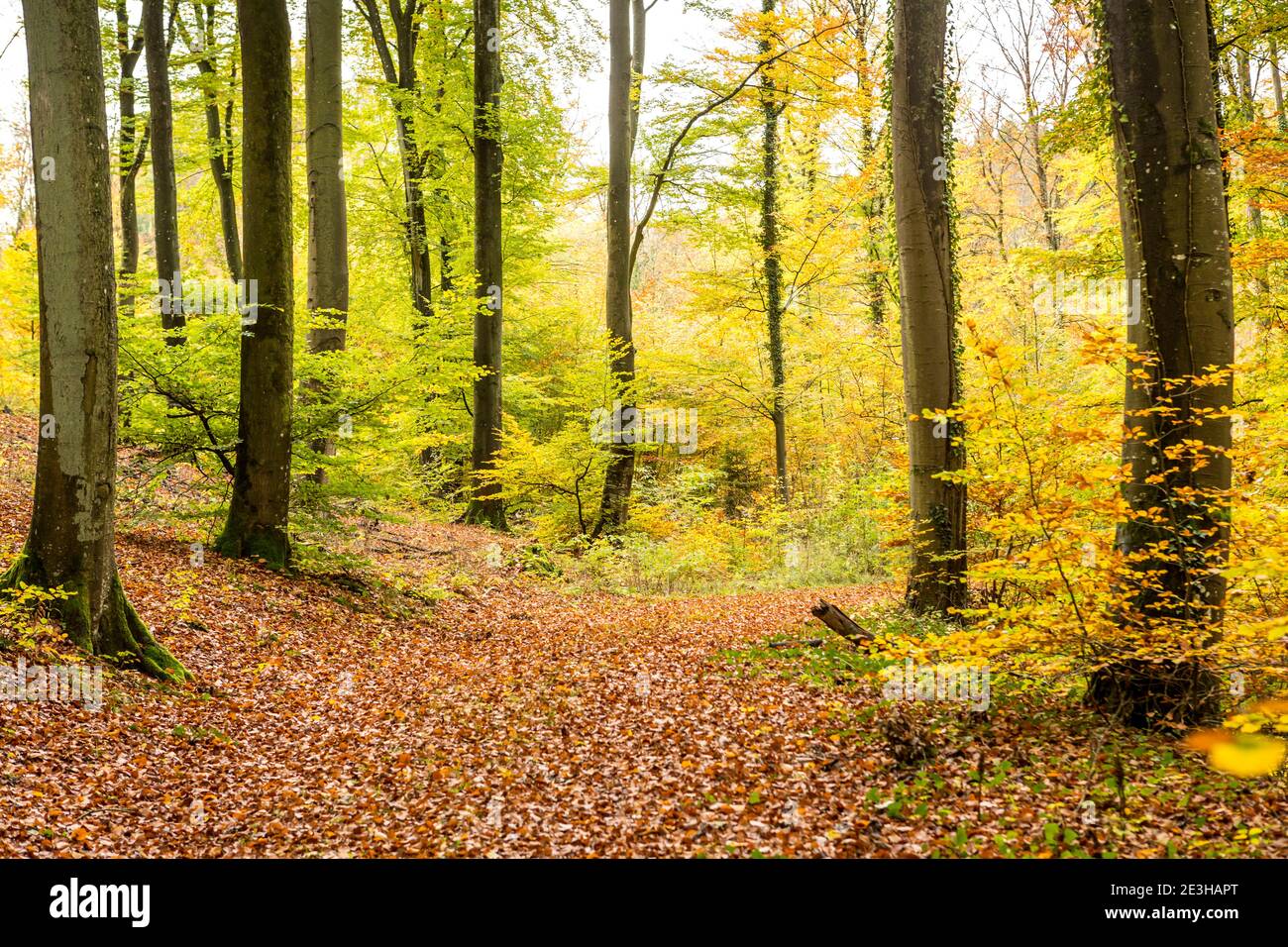 Autunno foresta scena Foto Stock