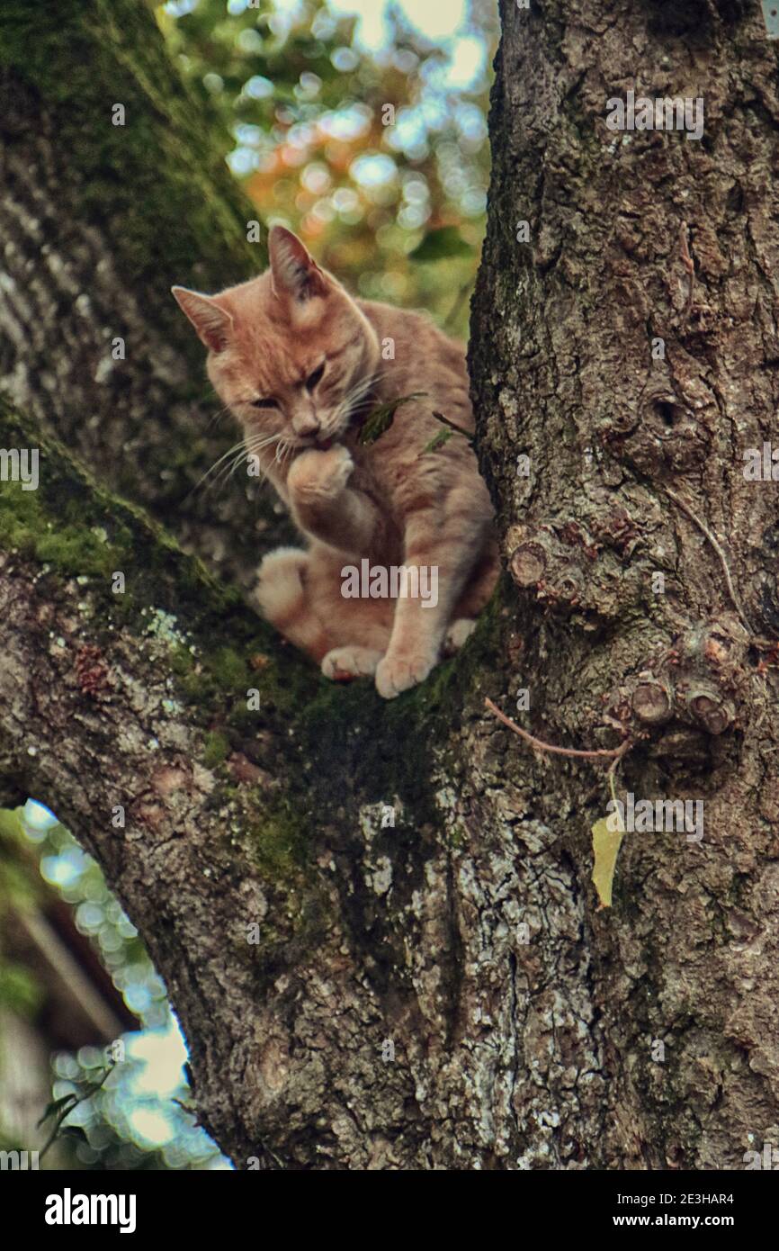 gatto tabby rosso su un albero in una posa curiosa Simile al pensatore di Rodin Foto Stock