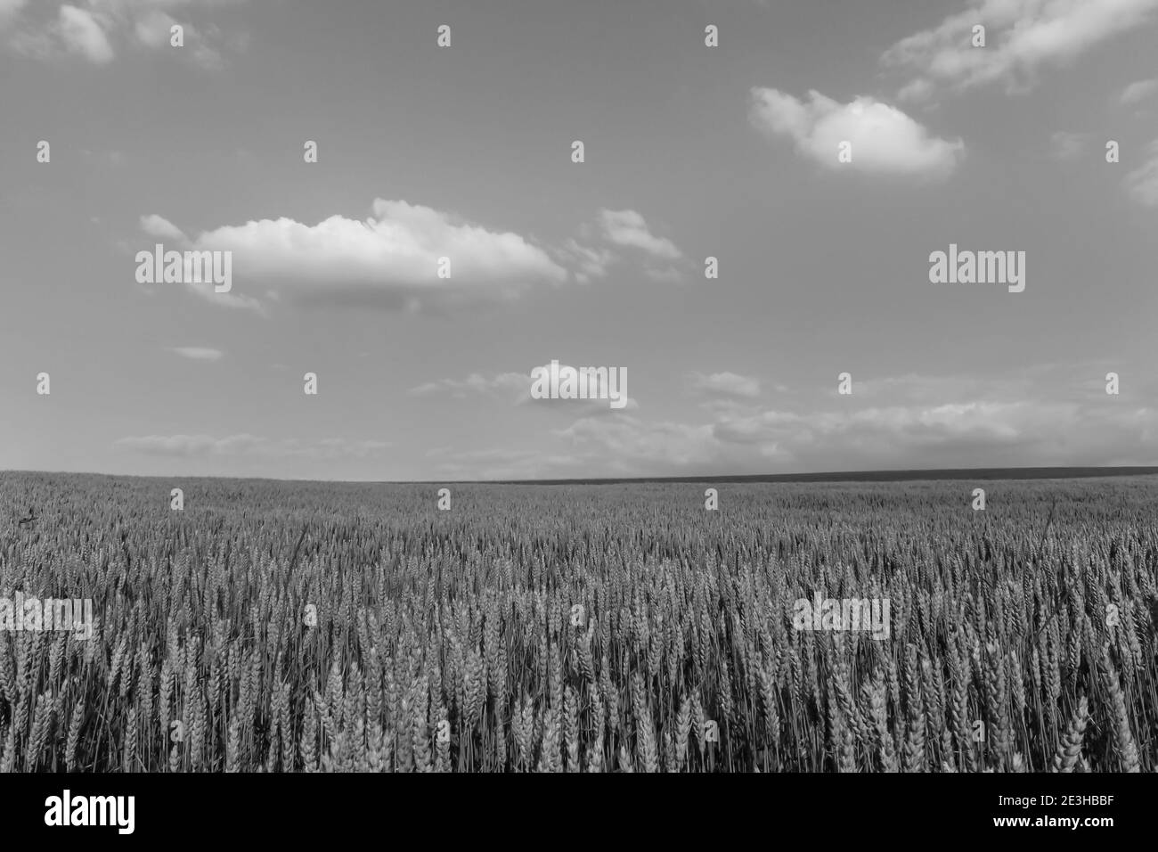 Campo di grano verde nel giorno di sole, cielo blu con nubi.Amazing natura concept.Countryside mockup banner, sfondo carta da parati Foto Stock