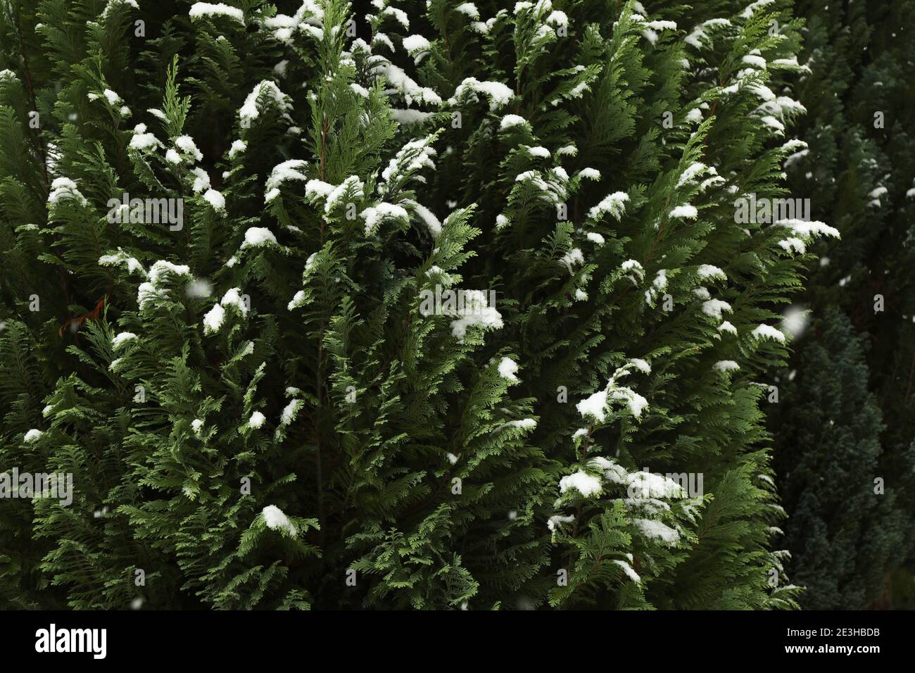 Thuja verde ricoperta di neve fresca, un thuja di un verde brillante in inverno con la neve sui suoi rami sempreverdi Foto Stock