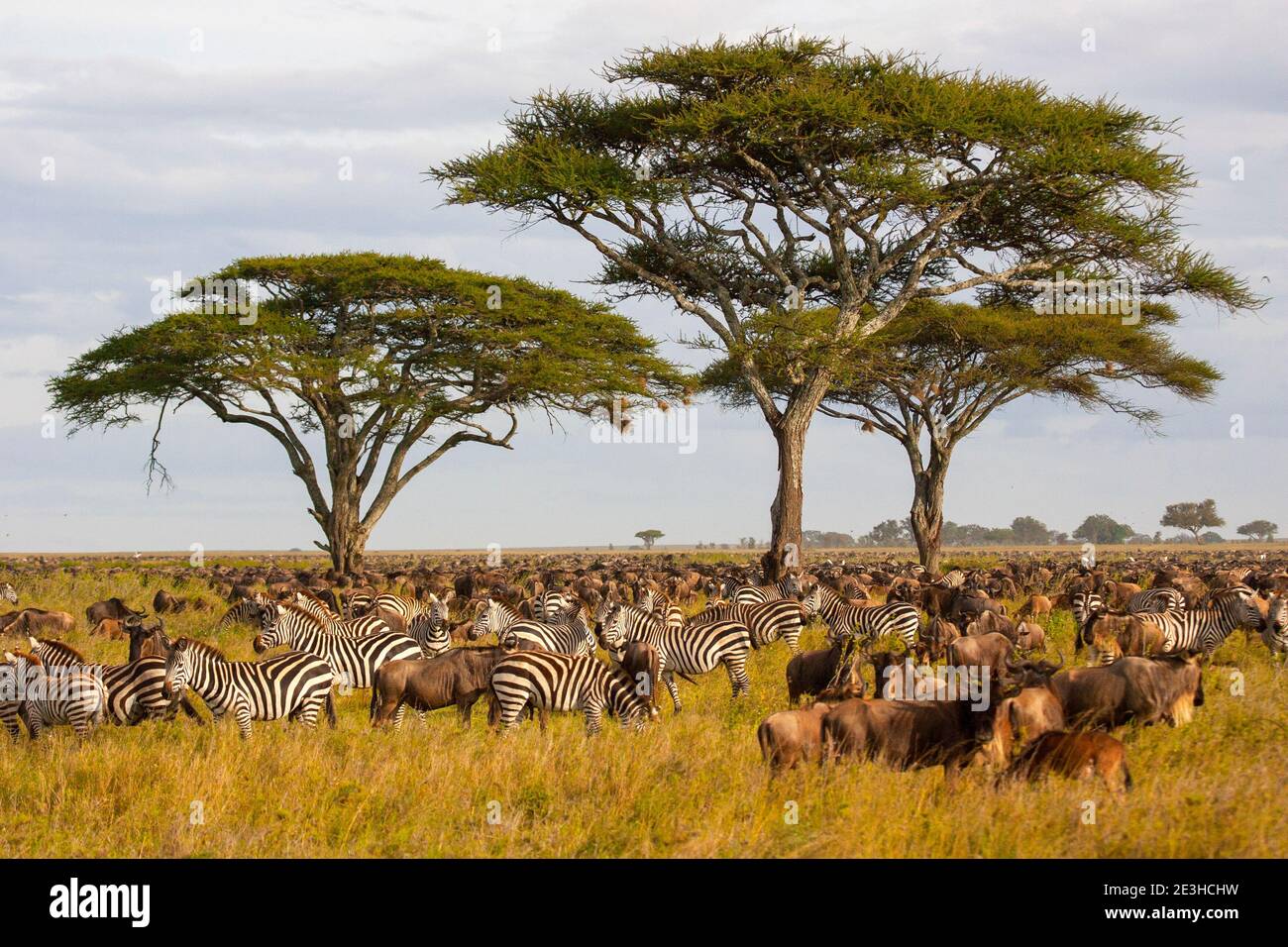 Migrazione annuale di oltre un milione di bianco (barbuto o borchiati) gnu e 200.000 zebre al Parco Nazionale del Serengeti, Tanzania in primavera nel mese di aprile Foto Stock
