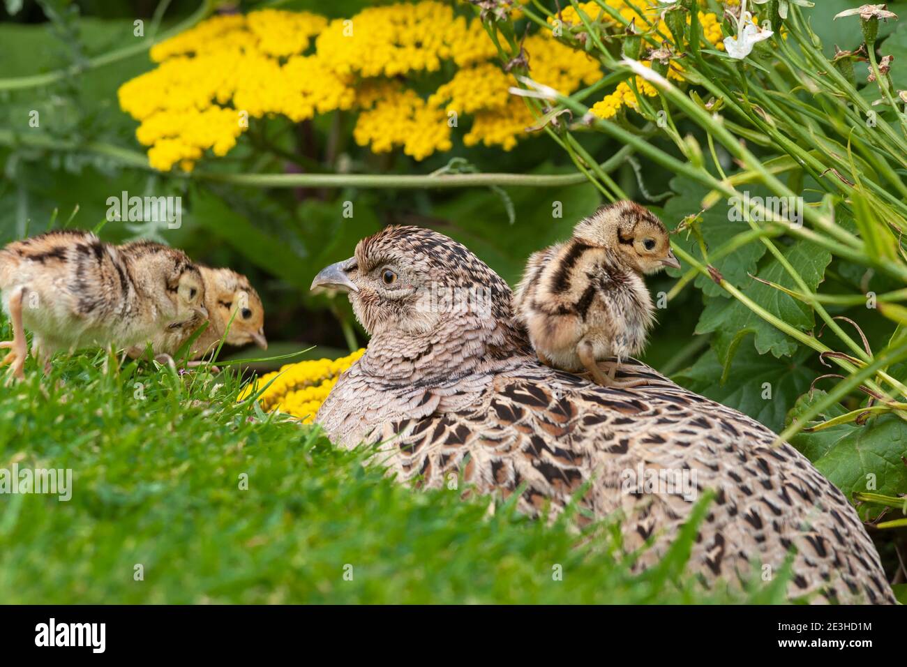 Phasant (Phasianus colchicus) con pulcini, Northumberland, Regno Unito Foto Stock