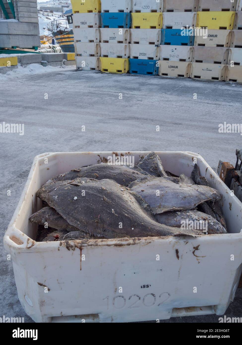 Il pesce è scaricato. Inverno nel porto ghiacciato della città Ilulissat sulla riva della baia di Disko. America, Nord America, Groenlandia, Danimarca Foto Stock