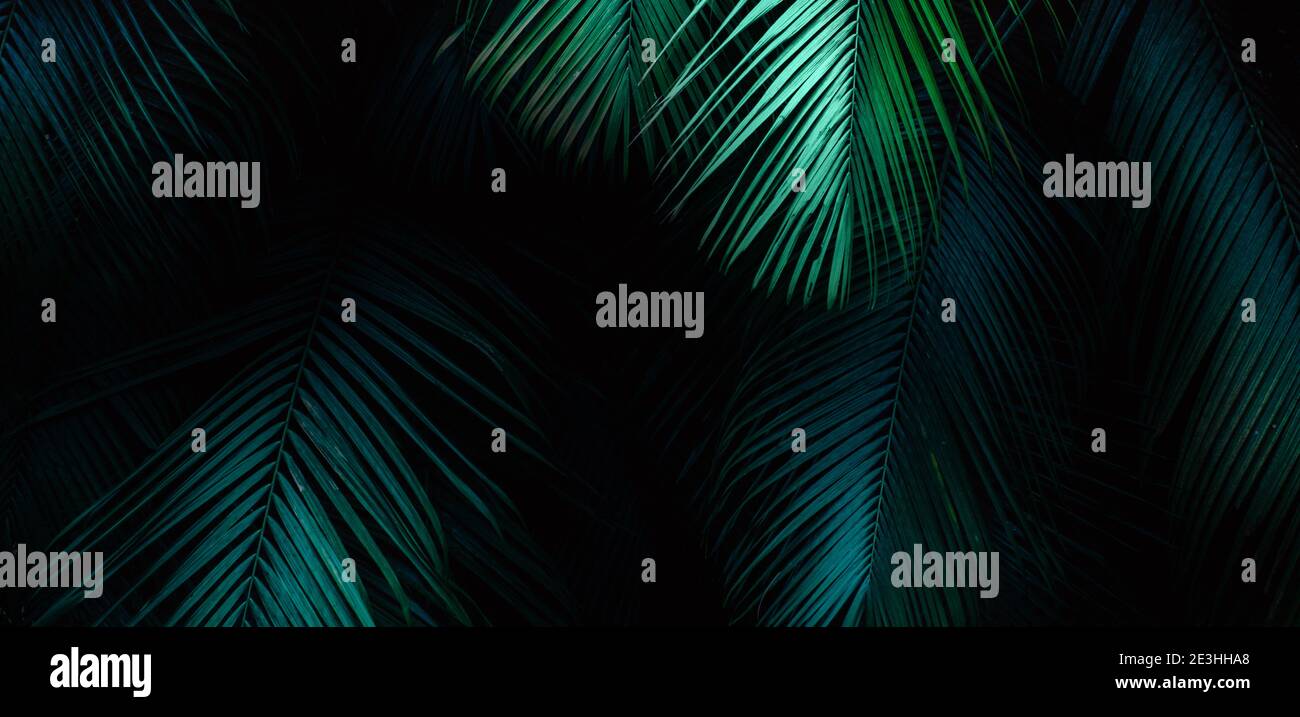 Bandiera tropicale del fogliame di foglia di palma Foto Stock