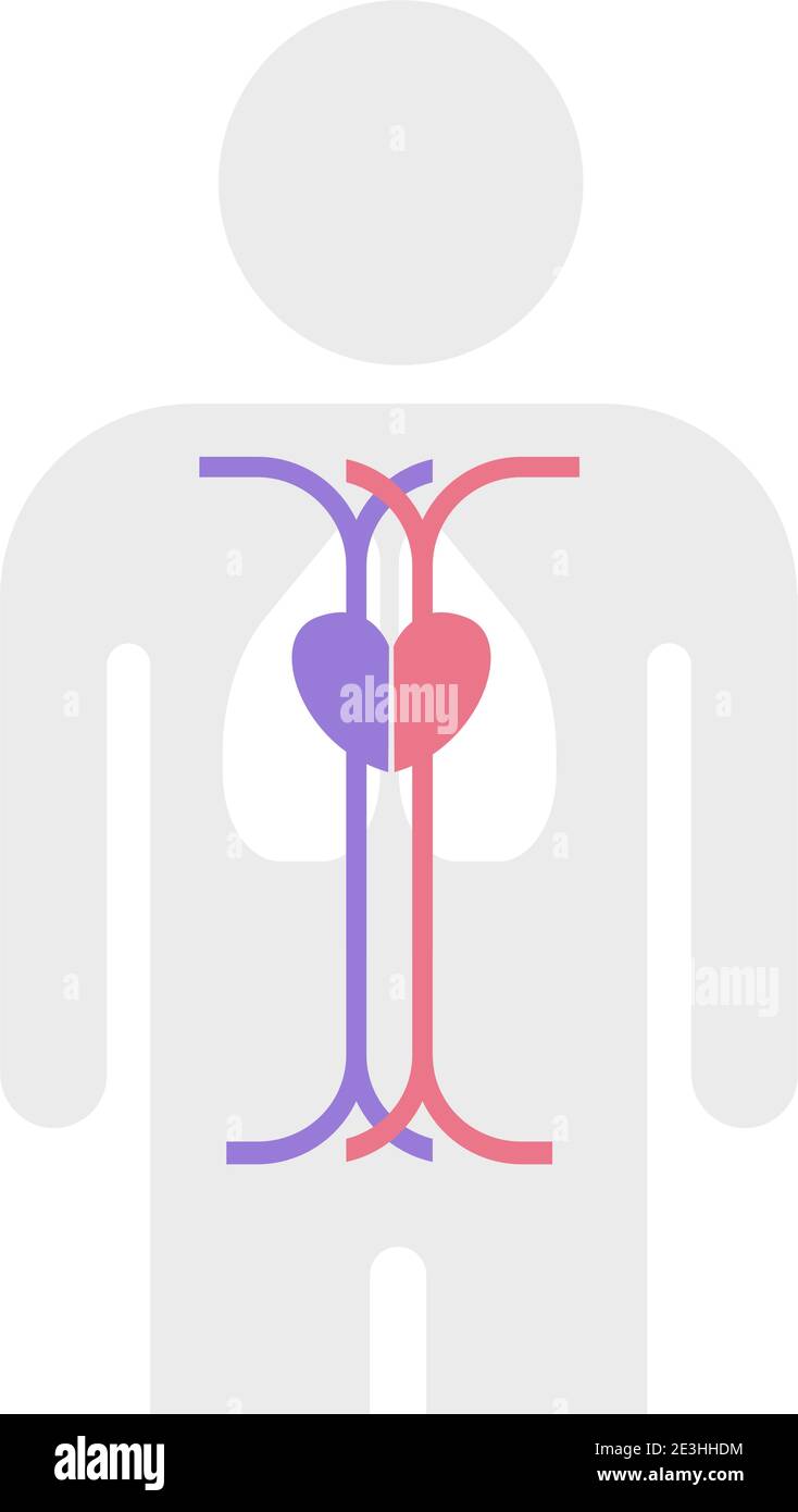 Semplice illustrazione vettoriale della struttura delle arterie e delle vene Illustrazione Vettoriale