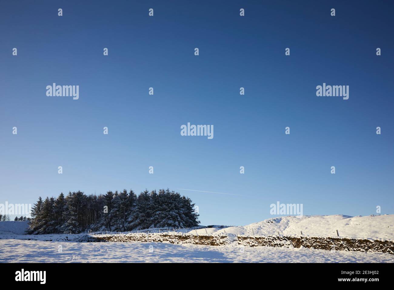 Una piantagione di abeti ricoperti di neve si staglia contro un cielo blu chiaro contrastato da un prato bianco e pulito coperto di neve e rovina il mucchio Foto Stock