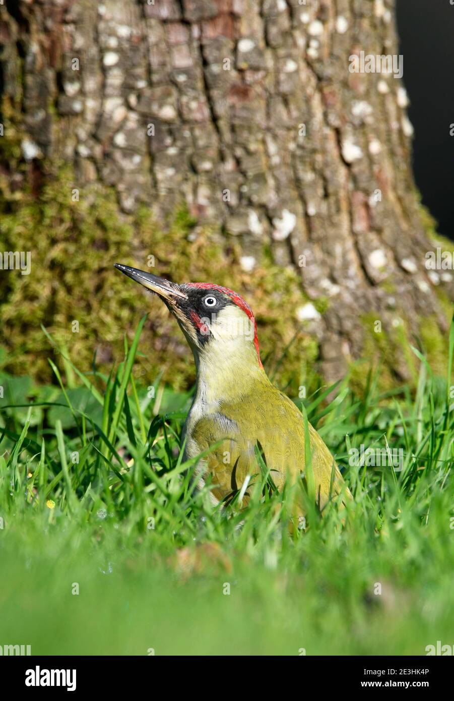 Great Spotted Woodpecker (Dendrocopos Major) maschio in piedi su terreno erboso, Galles, dicembre Foto Stock