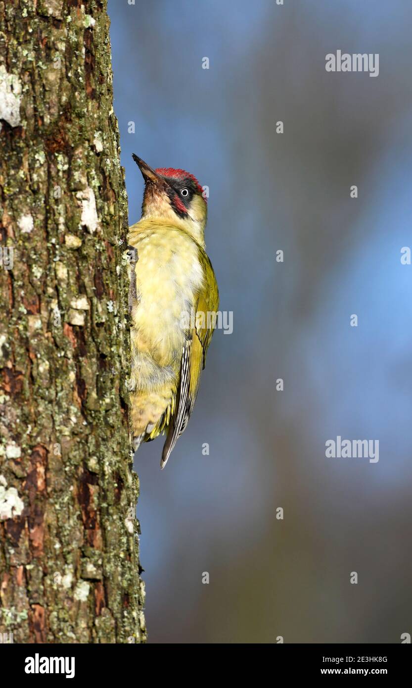 Great Spotted Woodpecker (Dendrocopos Major) maschio arroccato su tronco di albero, Galles, ottobre Foto Stock