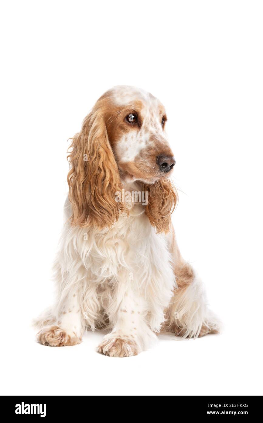 spaniel inglese arroccante di colore arancione davanti a un bianco sfondo Foto Stock