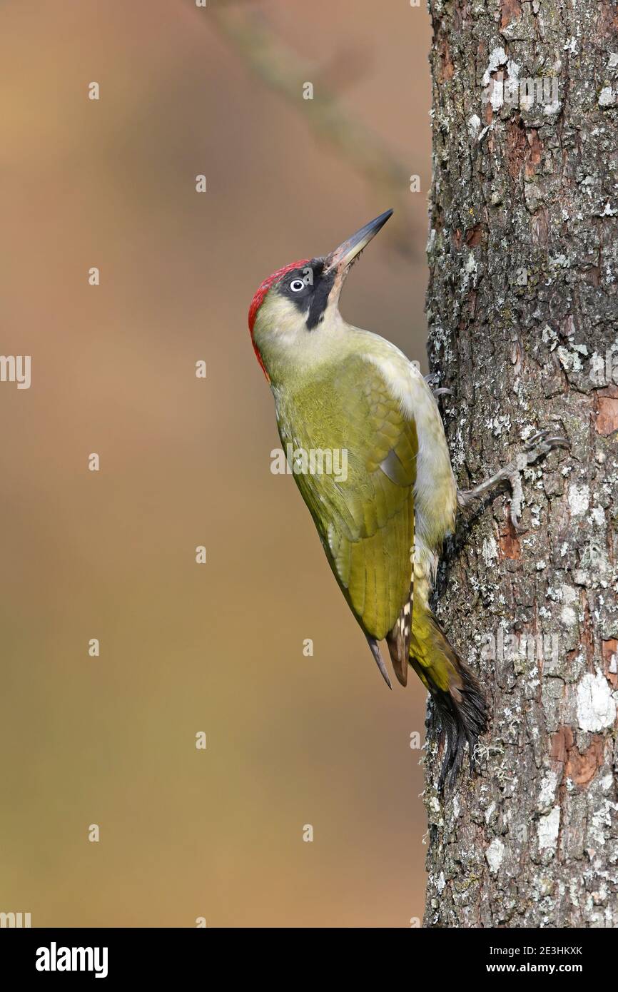 Great Spotted Woodpecker (Dendrocopos Major) femmina arroccato su tronco di albero, Galles, ottobre Foto Stock