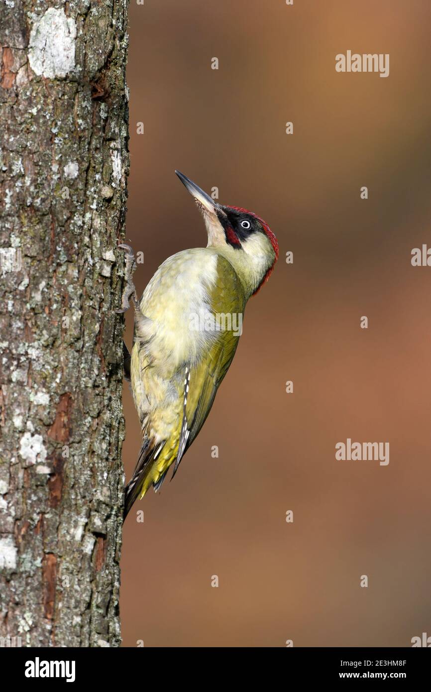 Great Spotted Woodpecker (Dendrocopos Major) maschio arroccato su tronco di albero, Galles, novembre Foto Stock