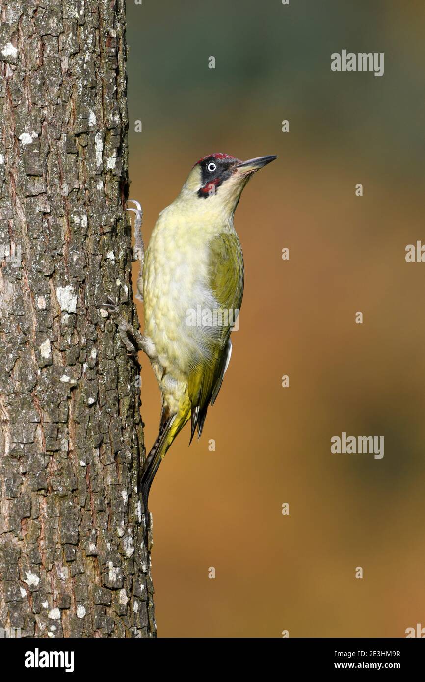 Great Spotted Woodpecker (Dendrocopos Major) maschio arroccato su tronco di albero, Galles, novembre Foto Stock