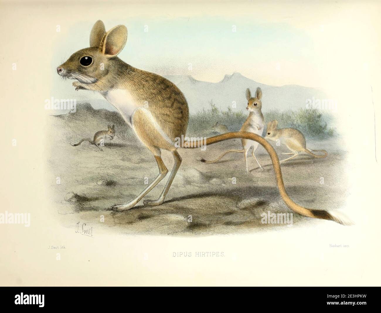 Il jerboa minore (Jaculus jaculus) è un piccolo roditore dell'Africa e del Medio Oriente. La sua dieta consiste principalmente di semi e erbe, tuttavia il Jerboa ha bisogno di pochissima acqua per sopravvivere. Dal sondaggio della Palestina occidentale. La fauna e la flora della Palestina di Tristorm, H. B. (Henry Baker), 1822-1906 pubblicato dal Comitato del Fondo per l'esplorazione della Palestina, Londra, 1884 Foto Stock