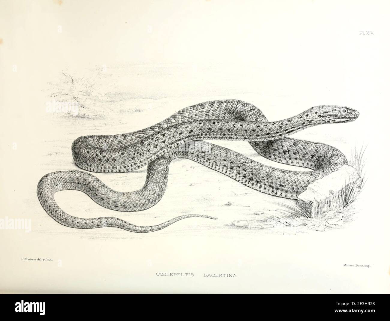 Malpolon monspessulanus [qui come Coelopeltis lacertina], comunemente noto come il serpente di Montpellier, è una specie di colubridi leggermente venosi con ventola posteriore. Dal sondaggio della Palestina occidentale. La fauna e la flora della Palestina di Tristorm, H. B. (Henry Baker), 1822-1906 pubblicato dal Comitato del Fondo per l'esplorazione della Palestina, Londra, 1884 Foto Stock