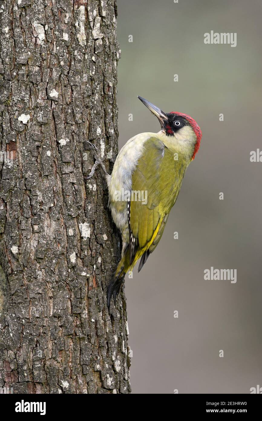 Green Woodpecker (Picus viridis) maschio arroccato su tronco di albero, Galles, dicembre Foto Stock