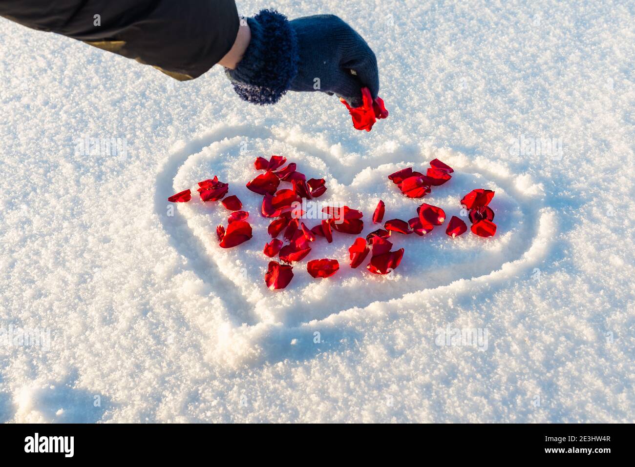 Piatto posa fiori rosa petali su cuore forma neve bianca, donna spruzzare i petali. Cuore-simbolo dell'amore, giorno di San Valentino, 14 febbraio Foto Stock