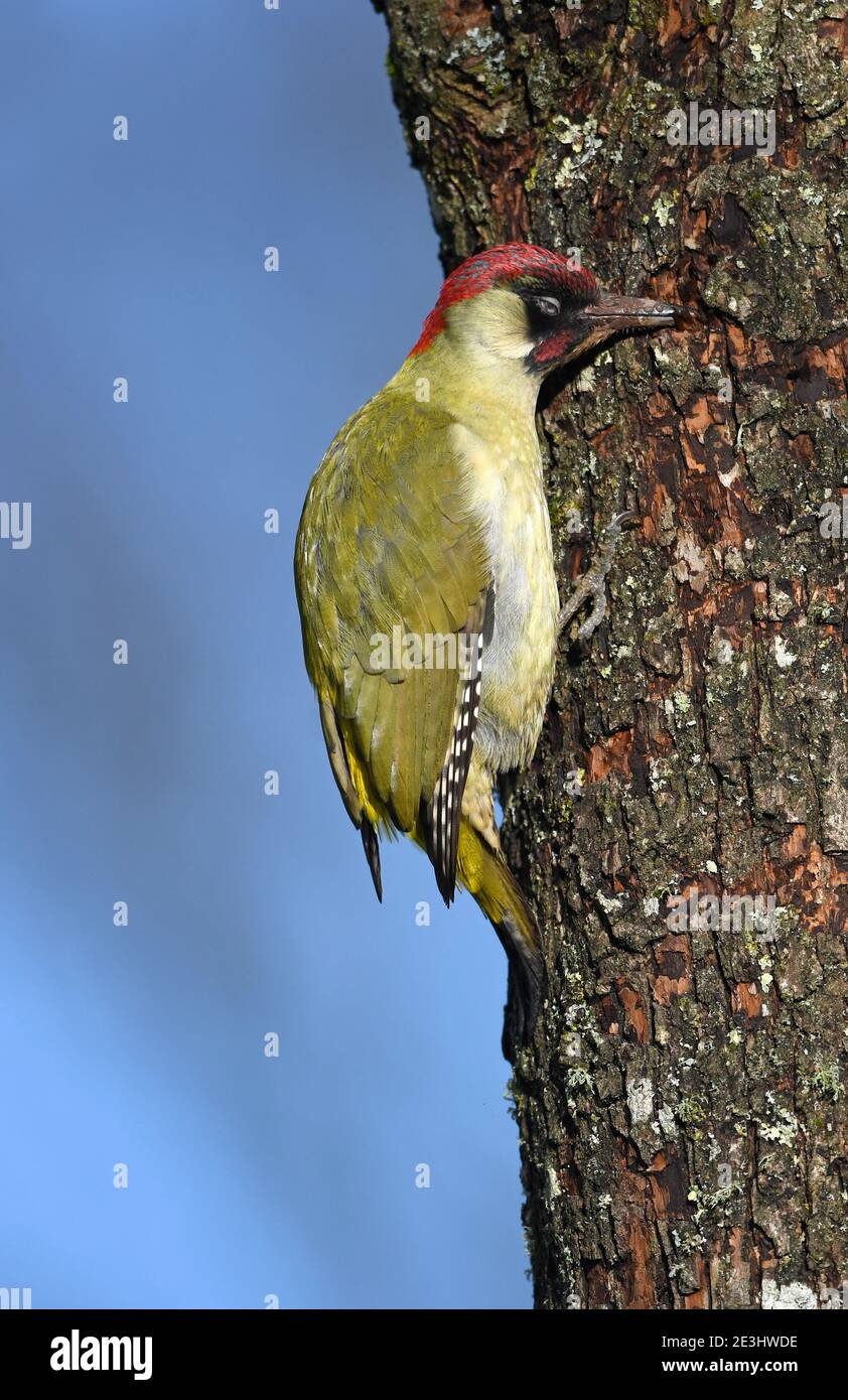 Green Woodpecker (Picus viridis) maschio arroccato su tronco di albero, picking a corteccia per nutrire, Galles, novembre Foto Stock