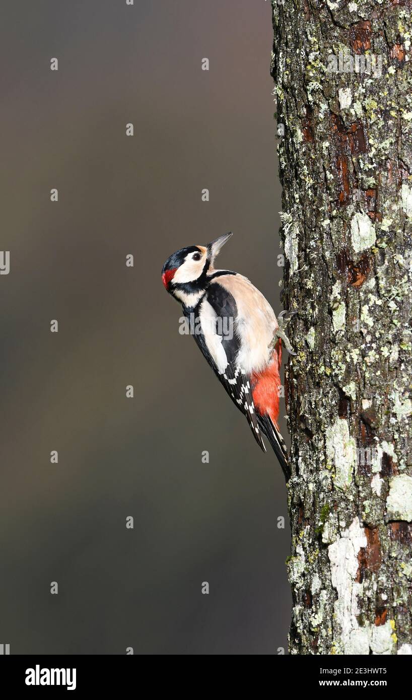 Great Spotted Woodpecker (Dendrocopos Major) maschio arroccato su tronco di albero, Galles, ottobre Foto Stock