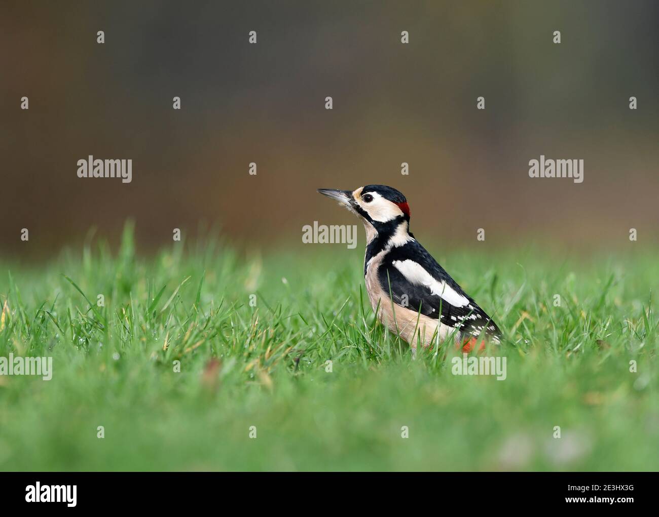 Great Spotted Woodpecker (Dendrocopos Major) maschio in piedi su terreno erboso, Galles, dicembre Foto Stock