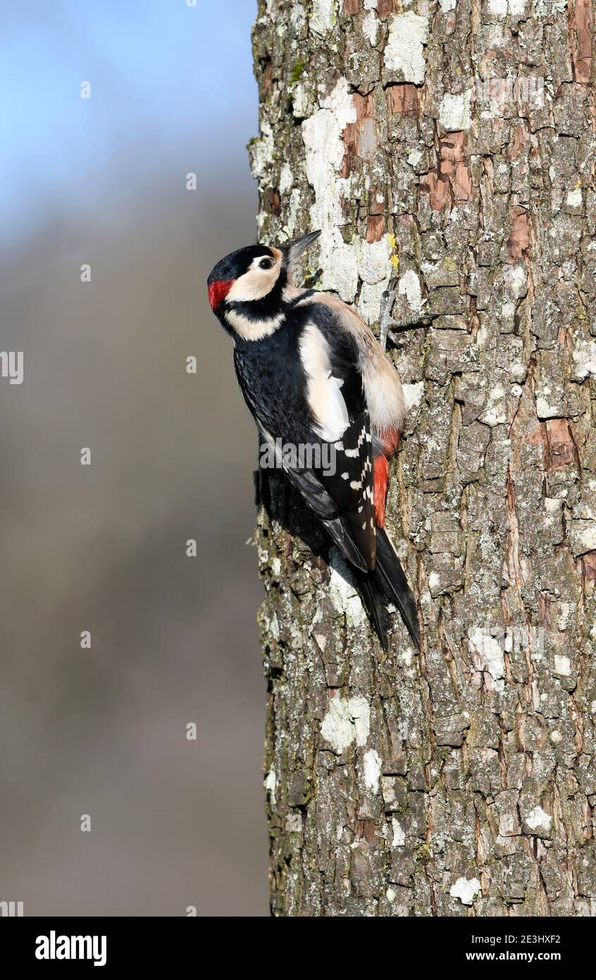 Great Spotted Woodpecker (Dendrocopos Major) maschio arroccato su tronco di albero, Galles, ottobre Foto Stock