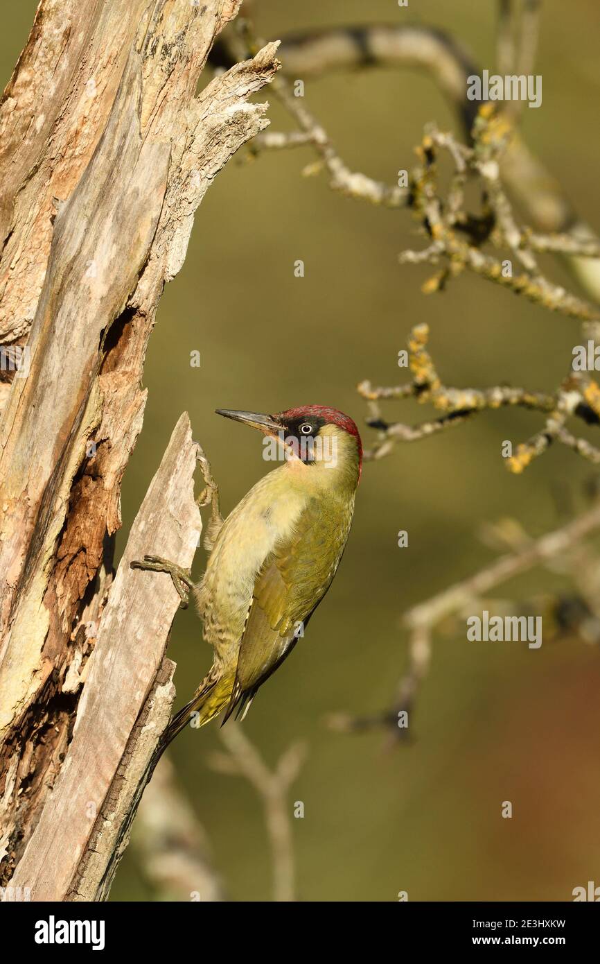 European Green Woodpecker (Picus viridis) maschio adulto arroccato su albero morto, Galles, novembre Foto Stock