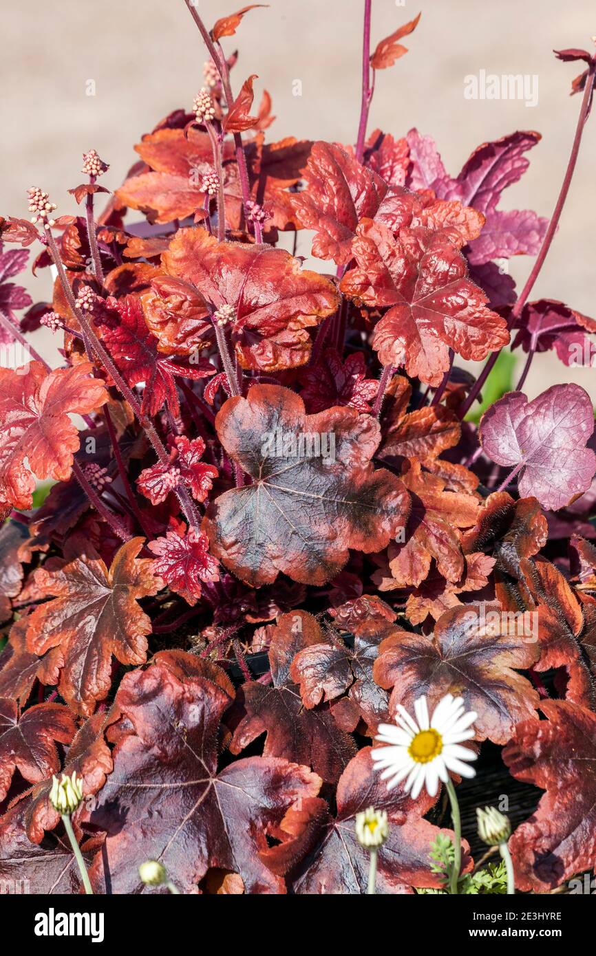 Heucherella 'Brass Lanterne', una pianta erbacea perenne primaverile estiva con un fiore bianco che è un incrocio tra heuchera e tiarella, Foto Stock