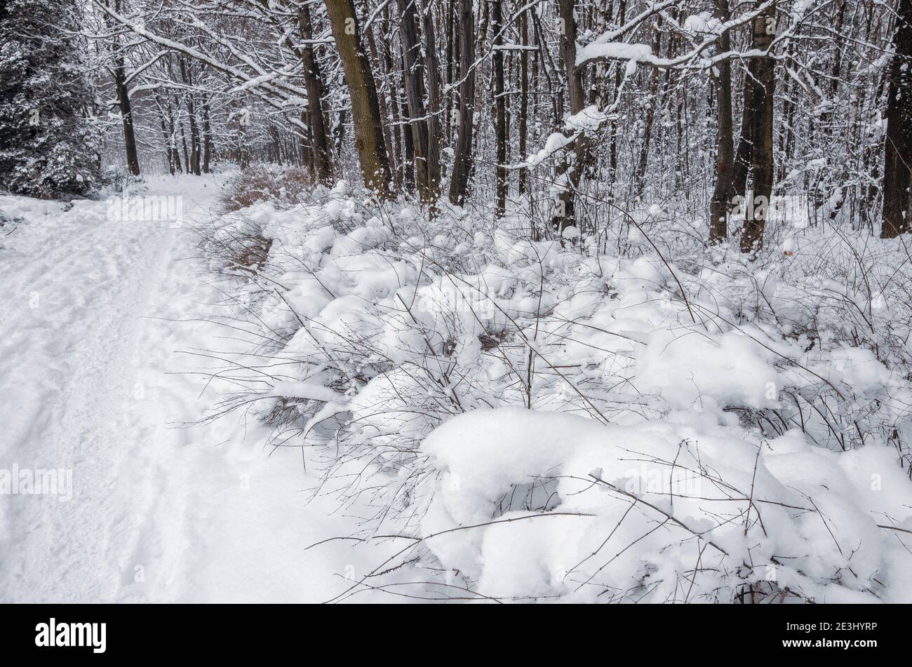 Winter Wonderland coperto da neve Foto Stock