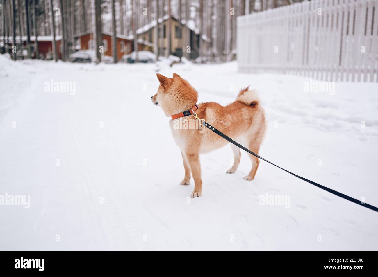 Ritratto di un cane rosso shiba inu con guinzaglio nero in inverno su neve bianca sullo sfondo del paese case Foto Stock