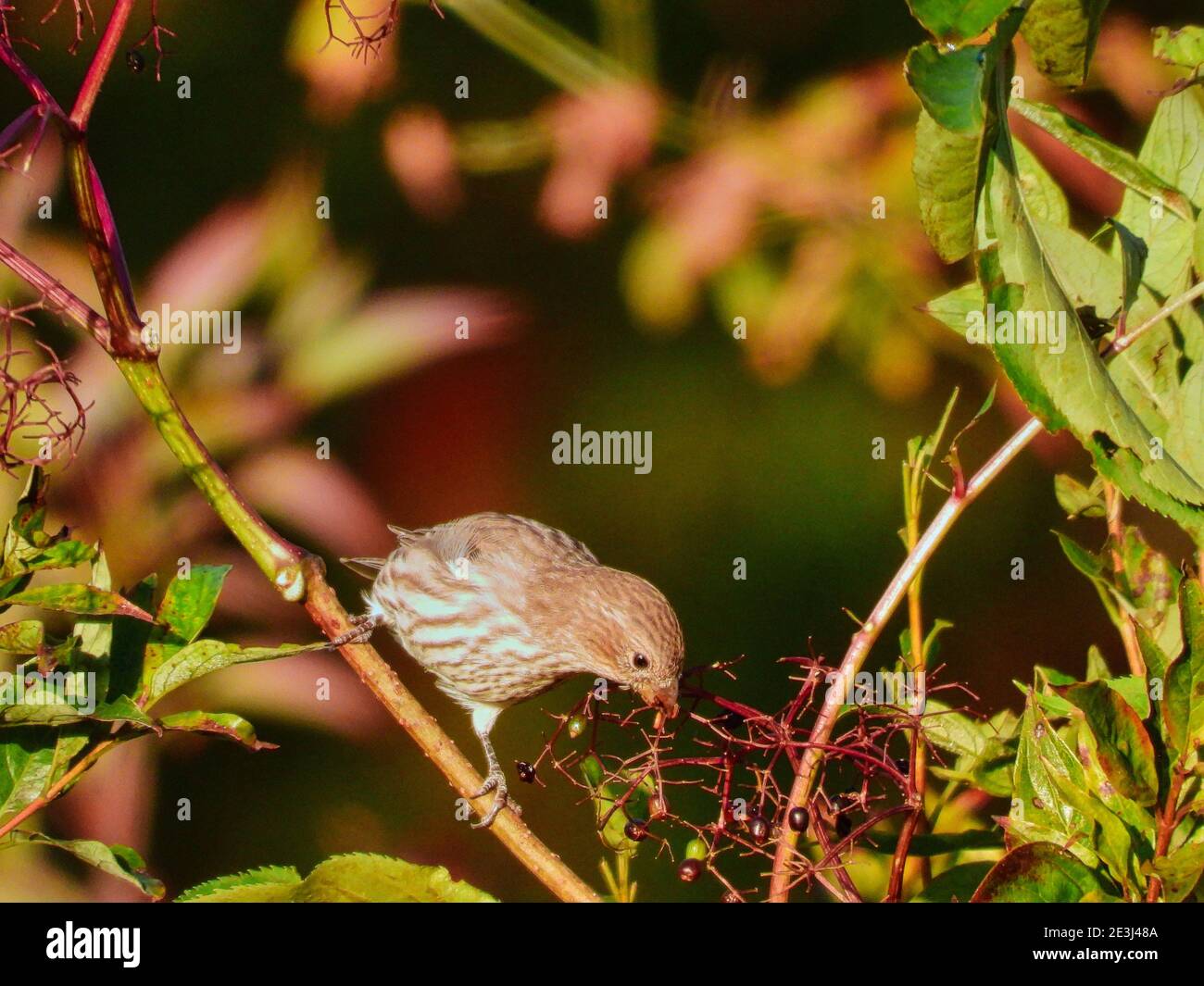 Closeup Female House Finch Bird arroccato su un Brush Branch Al mattino il sole Picks a Berries accanto a lei Con Foliage e frutta in background Foto Stock