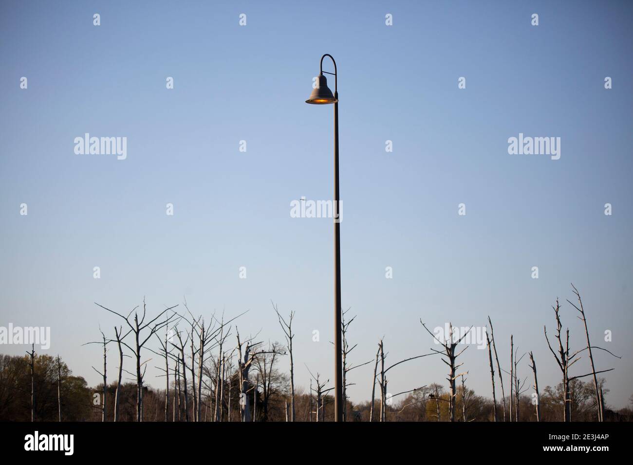 Lampada a soffitto con una lampadina incandescente con alberi nel sfondo Foto Stock