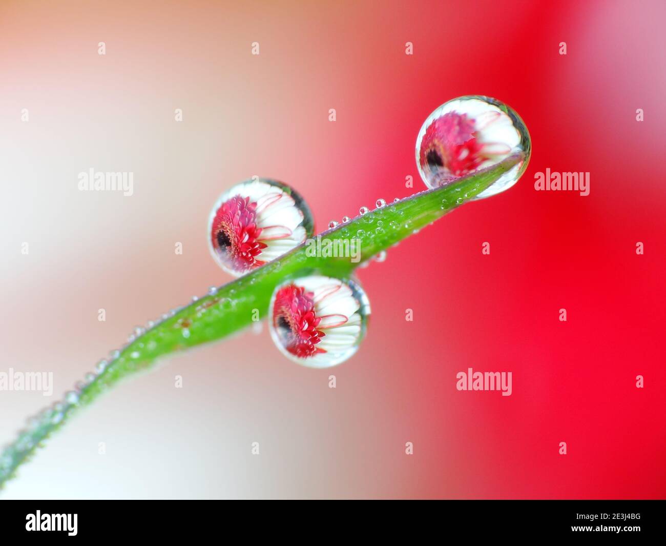 Riflesso del fiore all'interno gocce di rugiada Foto Stock