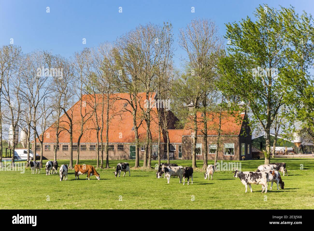 Mucche di fronte ad una tipica fattoria olandese a Noordoostpolder, Paesi Bassi Foto Stock