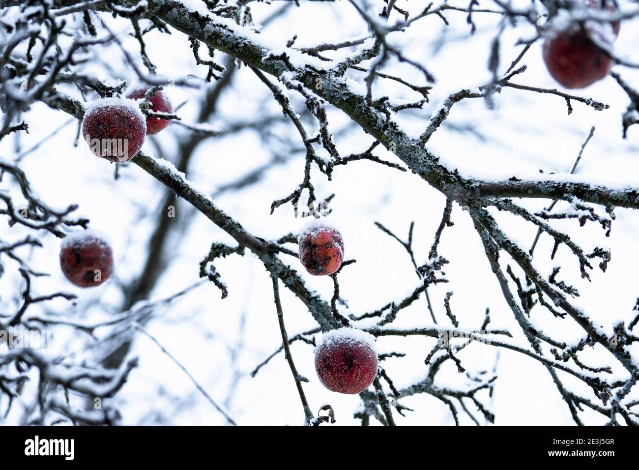 Mele rosse surgelate con neve appendono sui rami, foto ravvicinata con fuoco selettivo, foto astratta invernale naturale Foto Stock