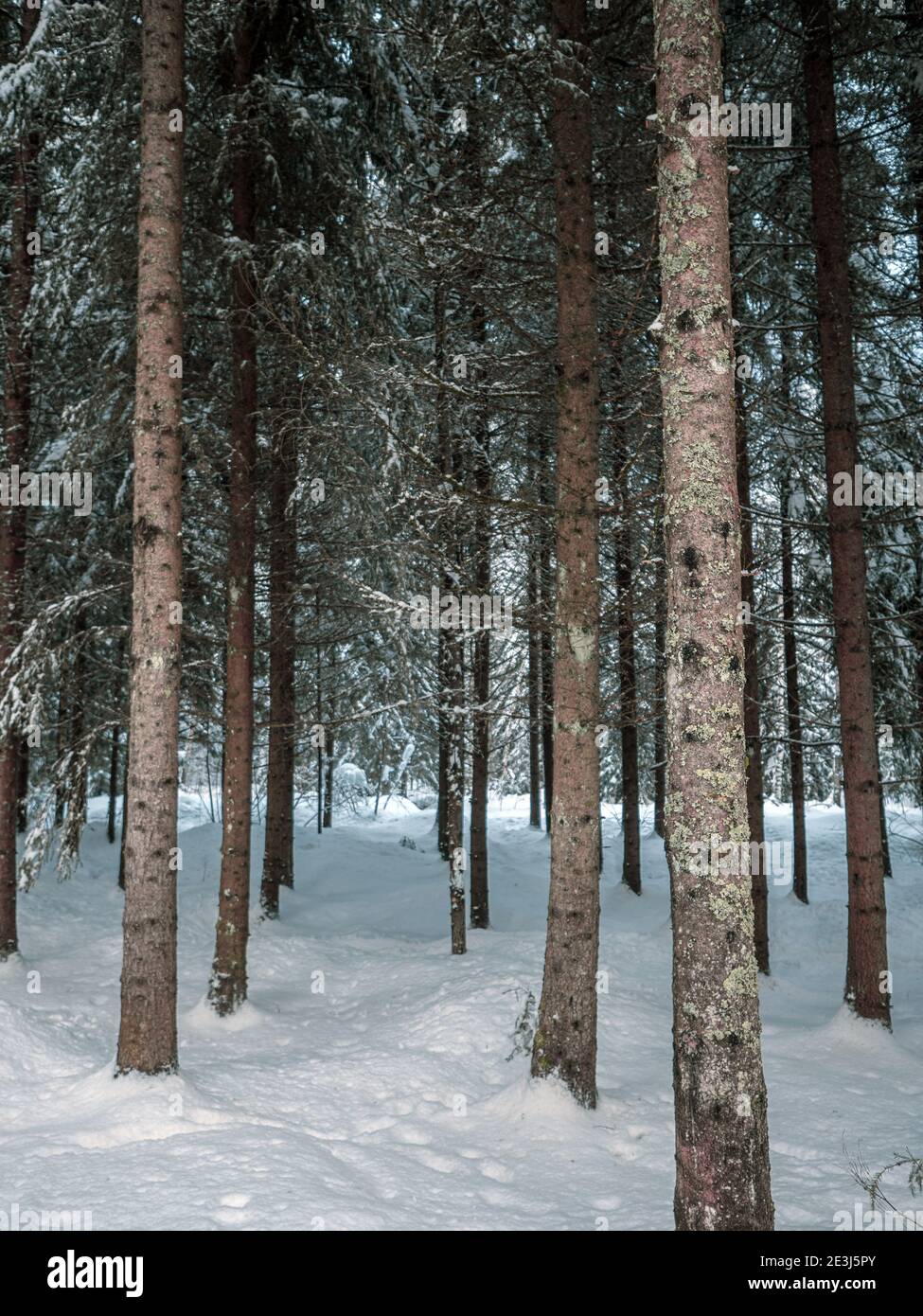 Alberi carichi di neve in una foresta invernale. Gli alberi sono coperti di neve fresca in un paese delle meraviglie invernali nelle alpi francesi. Foto Stock