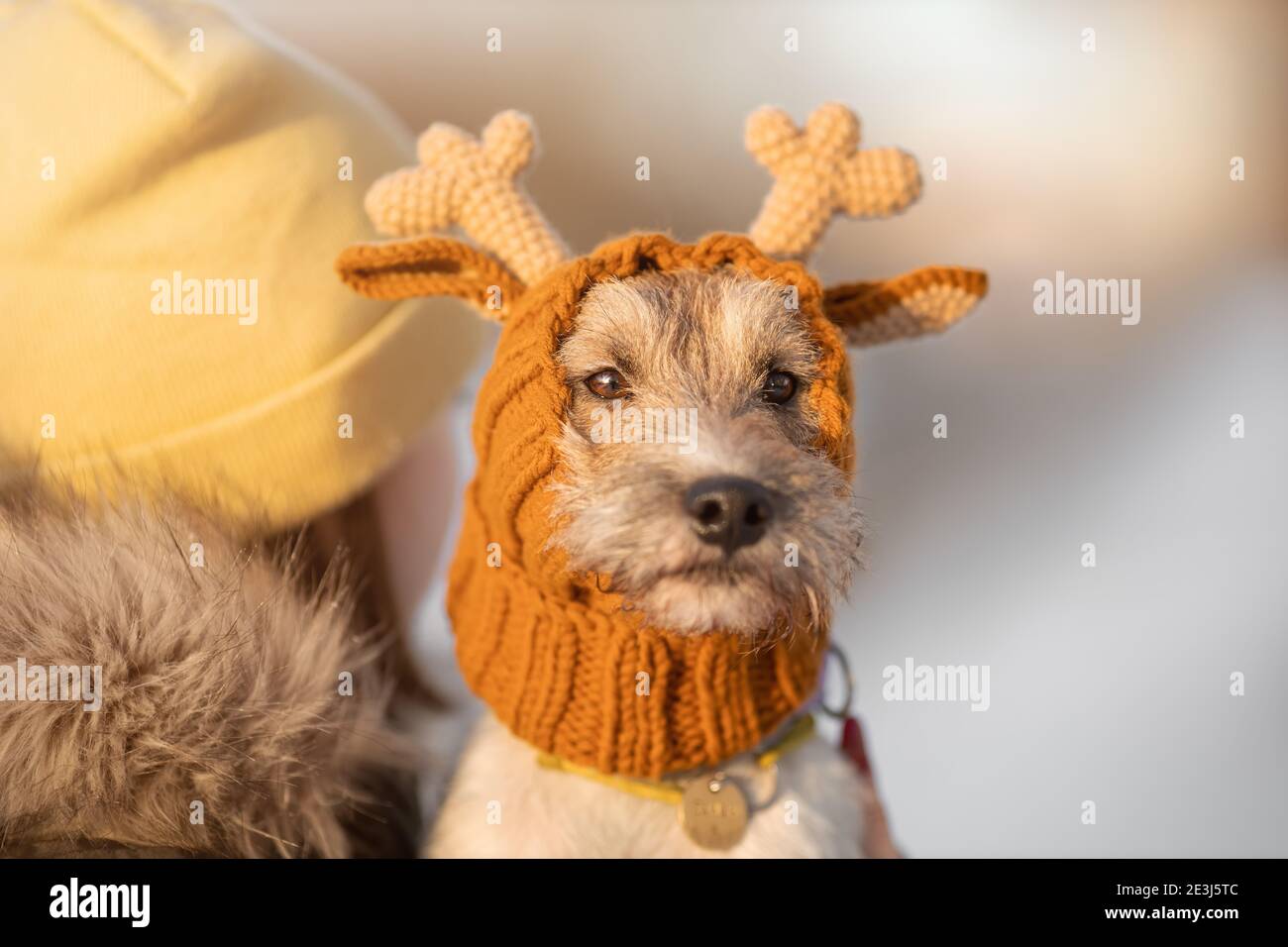 Ritratto di giovane cane di razza parson russell terrier cappello a renna lavorato all'aperto in inverno Foto Stock