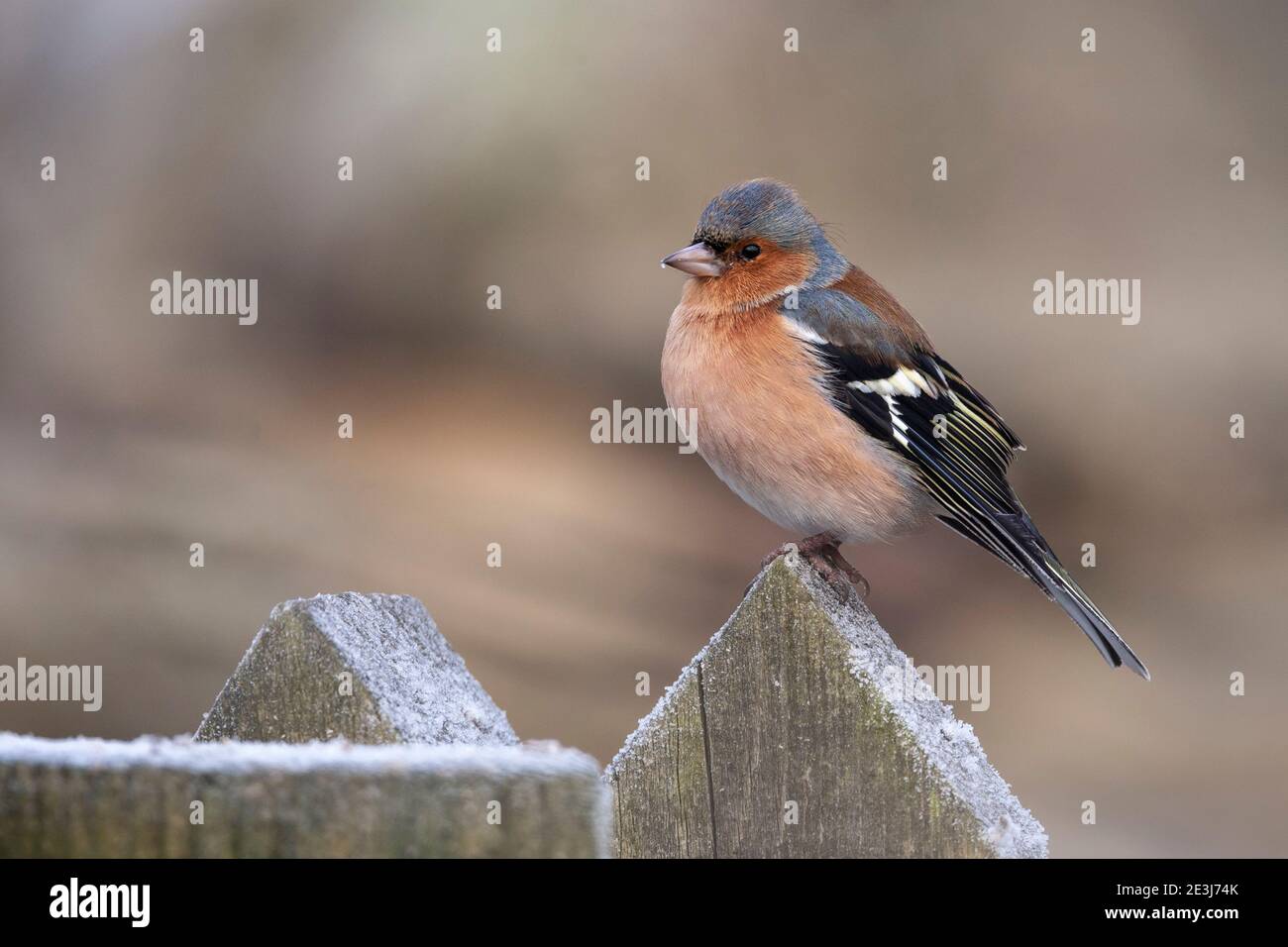 Chaffinch (Fringilla Coelebs), parco nazionale del Northumberland, Regno Unito Foto Stock